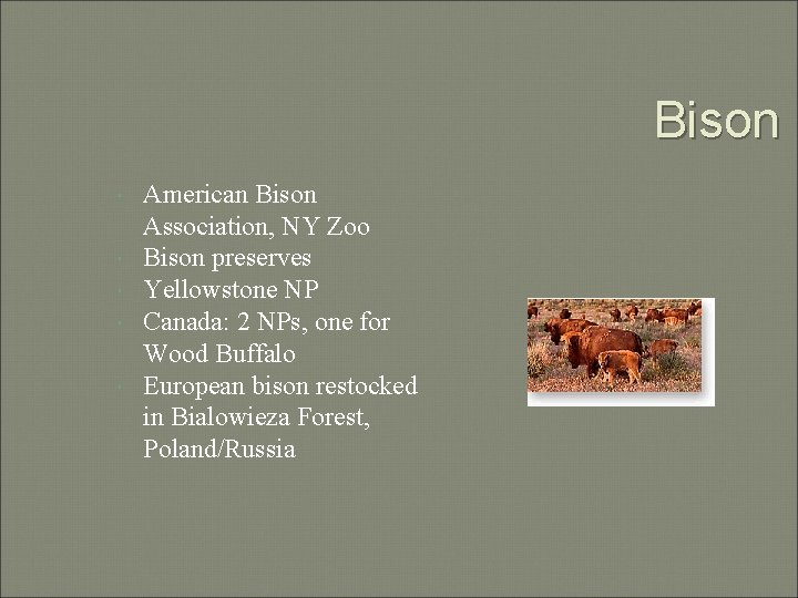 Bison American Bison Association, NY Zoo Bison preserves Yellowstone NP Canada: 2 NPs, one