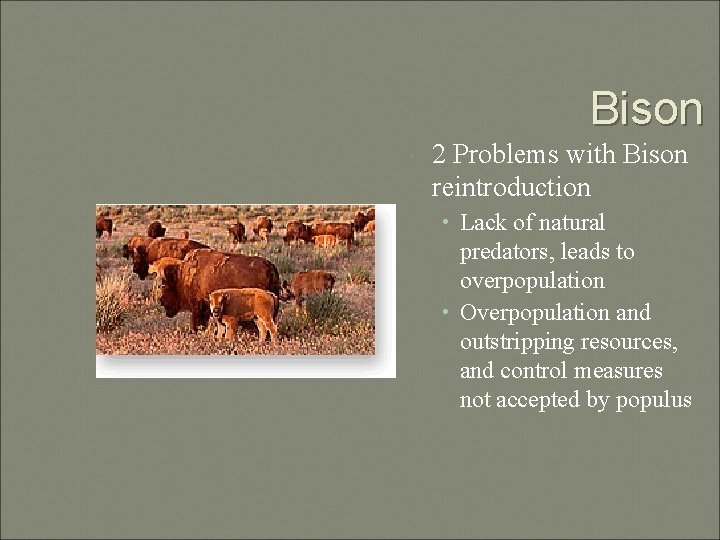 Bison 2 Problems with Bison reintroduction • Lack of natural predators, leads to overpopulation