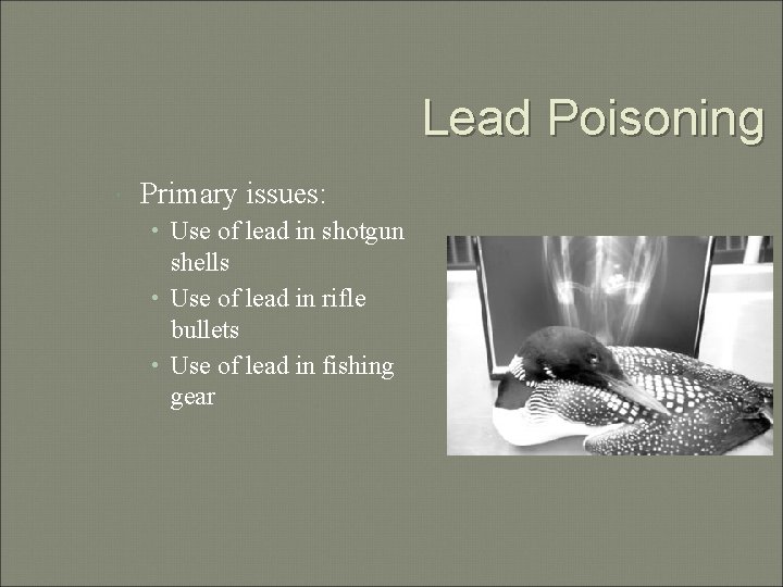 Lead Poisoning Primary issues: • Use of lead in shotgun shells • Use of