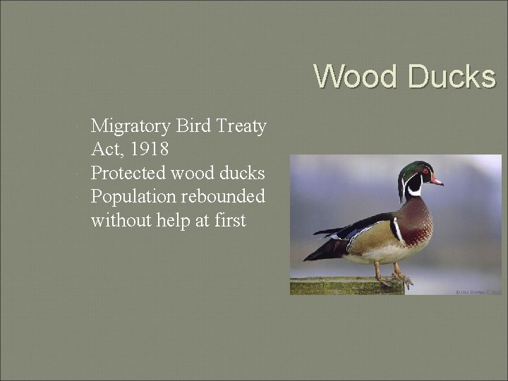 Wood Ducks Migratory Bird Treaty Act, 1918 Protected wood ducks Population rebounded without help