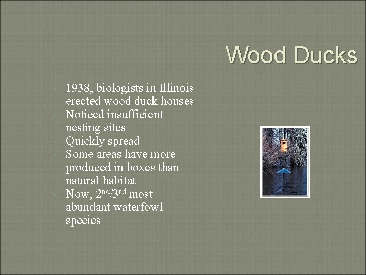 Wood Ducks • • • 1938, biologists in Illinois erected wood duck houses Noticed