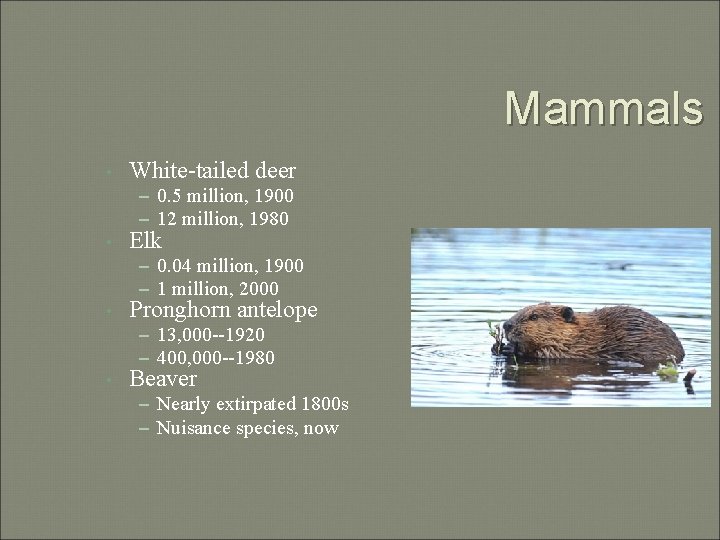 Mammals • White-tailed deer – 0. 5 million, 1900 – 12 million, 1980 •