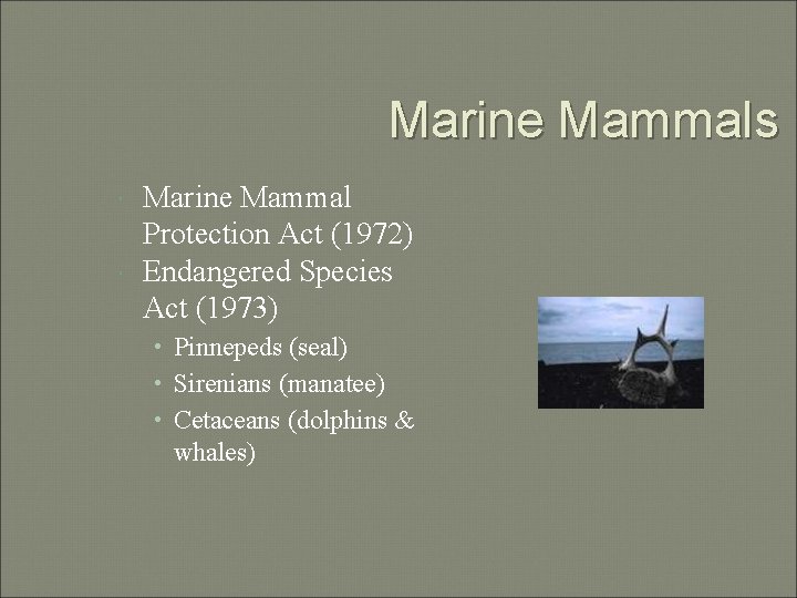 Marine Mammals Marine Mammal Protection Act (1972) Endangered Species Act (1973) • Pinnepeds (seal)