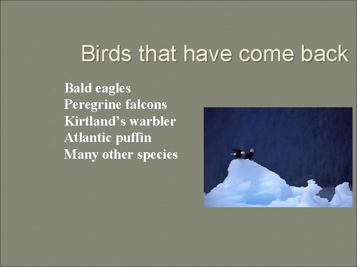 Birds that have come back Bald eagles Peregrine falcons Kirtland’s warbler Atlantic puffin Many