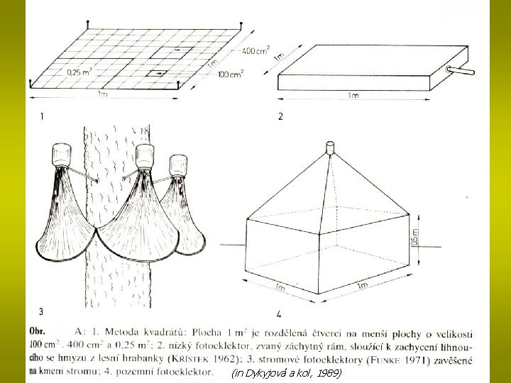 (in Dykyjová a kol, 1989) 