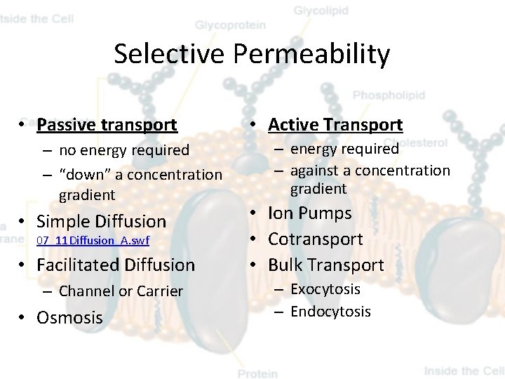 Selective Permeability • Passive transport – no energy required – “down” a concentration gradient