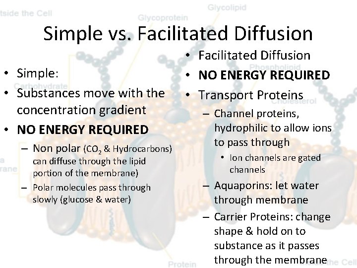Simple vs. Facilitated Diffusion • Simple: • Substances move with the concentration gradient •