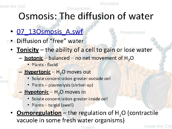 Osmosis: The diffusion of water • 07_13 Osmosis_A. swf • Diffusion of “free” water