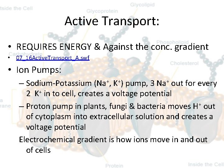 Active Transport: • REQUIRES ENERGY & Against the conc. gradient • 07_16 Active. Transport_A.