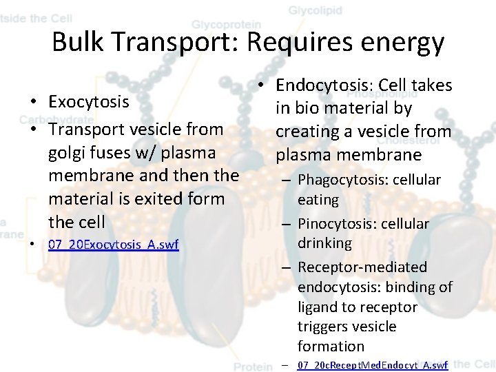 Bulk Transport: Requires energy • Exocytosis • Transport vesicle from golgi fuses w/ plasma