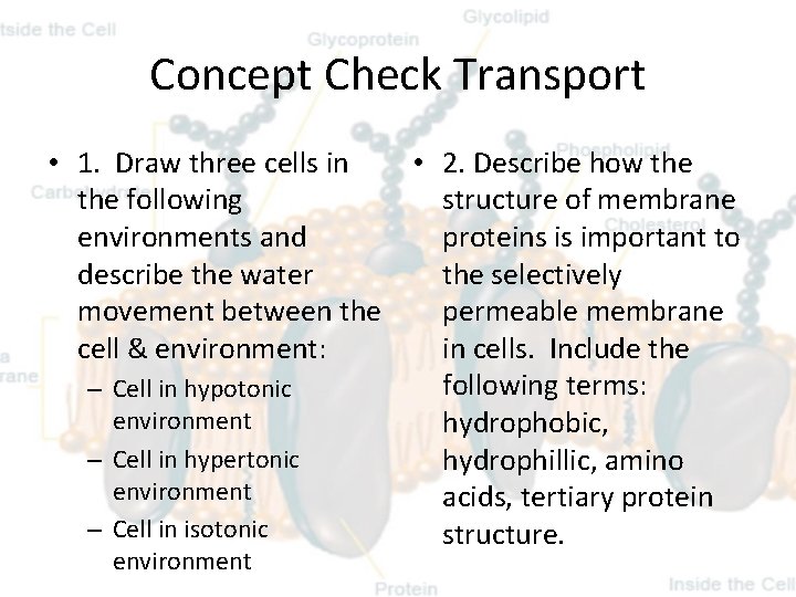 Concept Check Transport • 1. Draw three cells in • 2. Describe how the