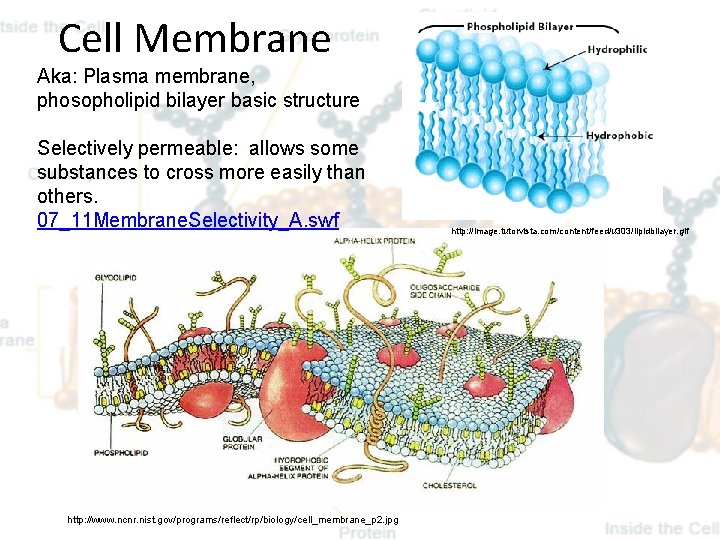 Cell Membrane Aka: Plasma membrane, phosopholipid bilayer basic structure Selectively permeable: allows some substances
