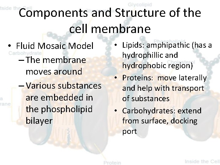 Components and Structure of the cell membrane • Fluid Mosaic Model – The membrane