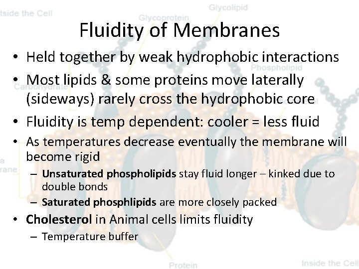 Fluidity of Membranes • Held together by weak hydrophobic interactions • Most lipids &