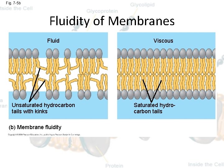 Fig. 7 -5 b Fluidity of Membranes Fluid Unsaturated hydrocarbon tails with kinks (b)