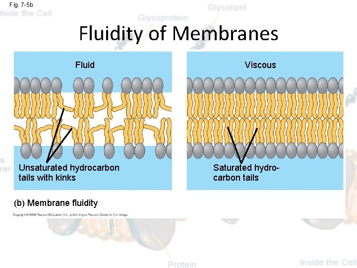 Fig. 7 -5 b Fluidity of Membranes Fluid Unsaturated hydrocarbon tails with kinks (b)