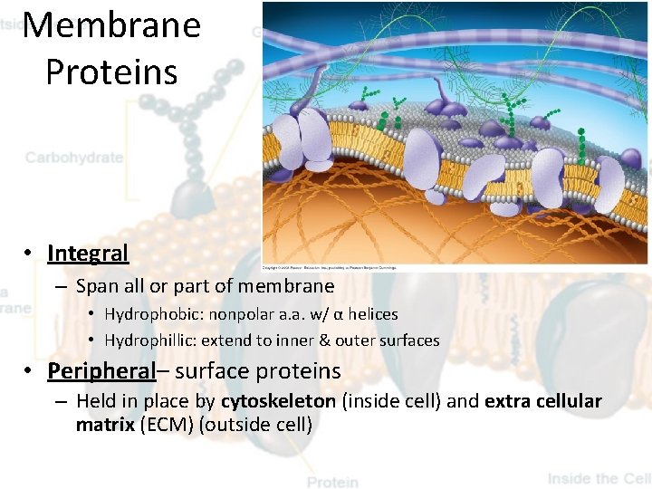 Membrane Proteins • Integral – Span all or part of membrane • Hydrophobic: nonpolar