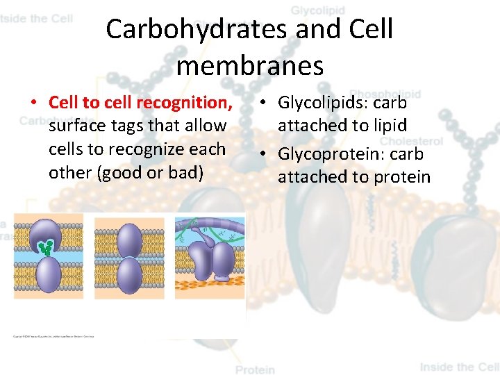 Carbohydrates and Cell membranes • Cell to cell recognition, surface tags that allow cells