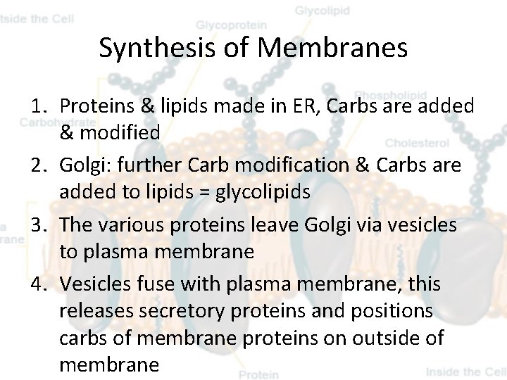 Synthesis of Membranes 1. Proteins & lipids made in ER, Carbs are added &