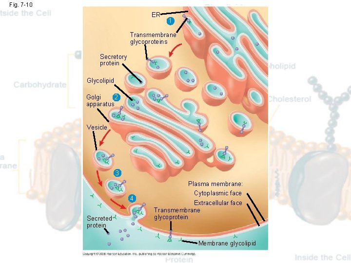 Fig. 7 -10 ER 1 Transmembrane glycoproteins Secretory protein Glycolipid Golgi 2 apparatus Vesicle