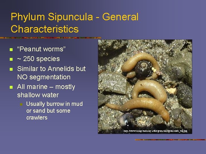Phylum Sipuncula - General Characteristics n n “Peanut worms” ~ 250 species Similar to