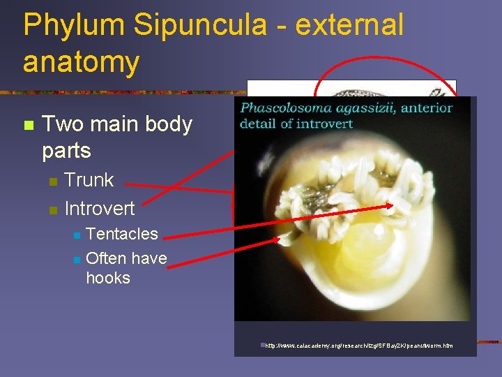 Phylum Sipuncula - external anatomy n Two main body parts n n http: //www.
