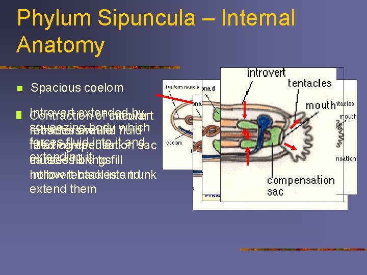 Phylum Sipuncula – Internal Anatomy n Spacious coelom n n Introvert extended by Contraction