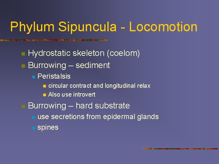 Phylum Sipuncula - Locomotion n n Hydrostatic skeleton (coelom) Burrowing – sediment n Peristalsis