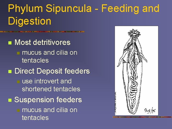 Phylum Sipuncula - Feeding and Digestion n Most detritivores n n Direct Deposit feeders