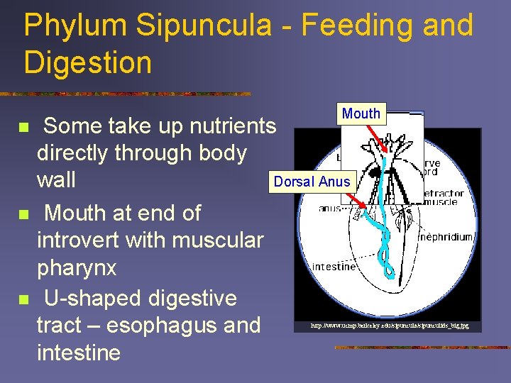 Phylum Sipuncula - Feeding and Digestion n Mouth Some take up nutrients directly through