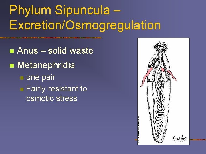 Phylum Sipuncula – Excretion/Osmogregulation n Anus – solid waste n Metanephridia n n one