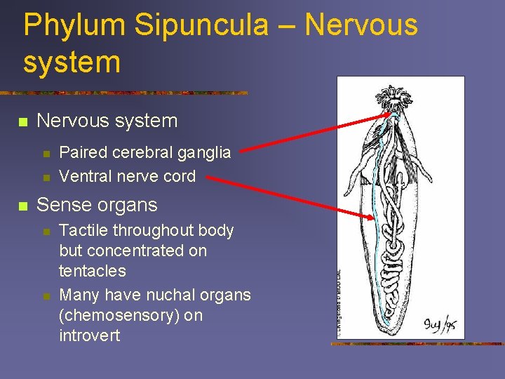 Phylum Sipuncula – Nervous system n n n Paired cerebral ganglia Ventral nerve cord