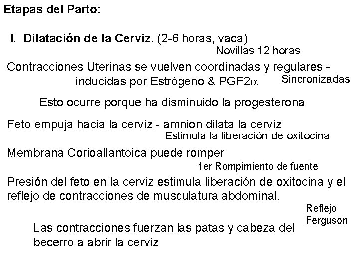 Etapas del Parto: I. Dilatación de la Cerviz. (2 -6 horas, vaca) Novillas 12