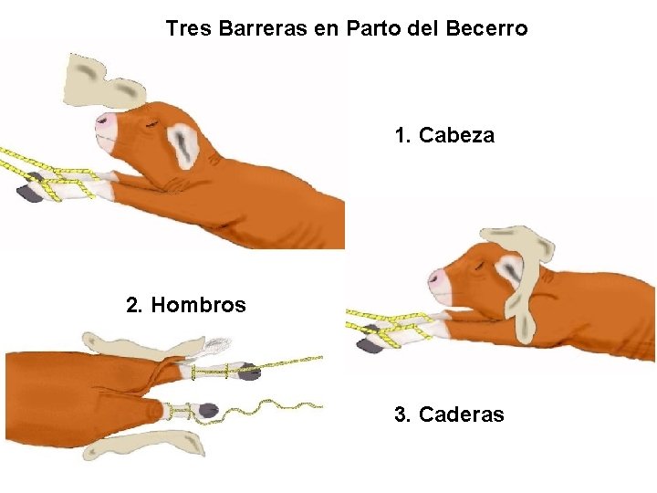 Tres Barreras en Parto del Becerro 1. Cabeza 2. Hombros 3. Caderas 