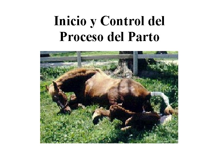 Inicio y Control del Proceso del Parto 