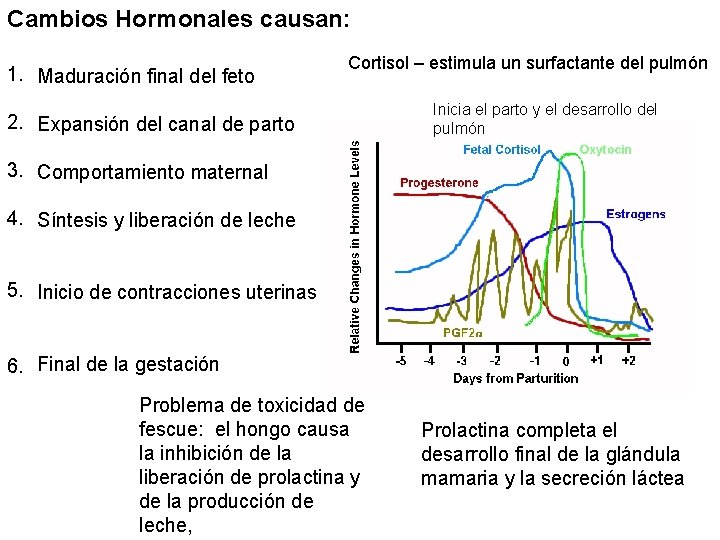 Cambios Hormonales causan: 1. Maduración final del feto Cortisol – estimula un surfactante del