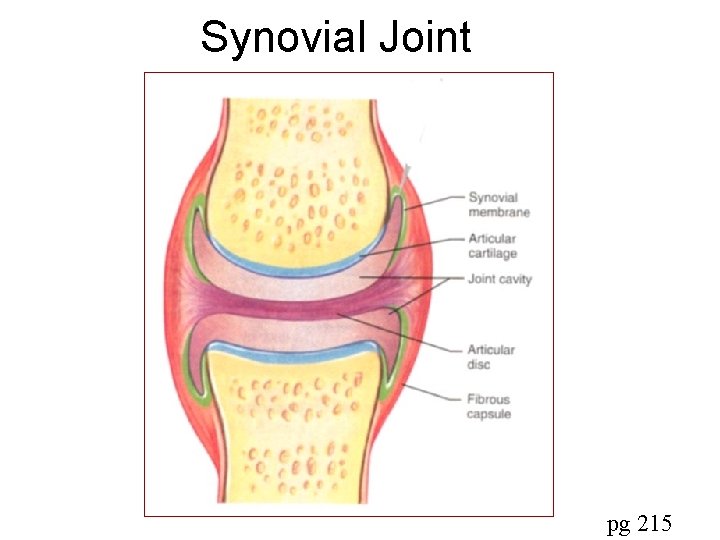 Synovial Joint pg 215 