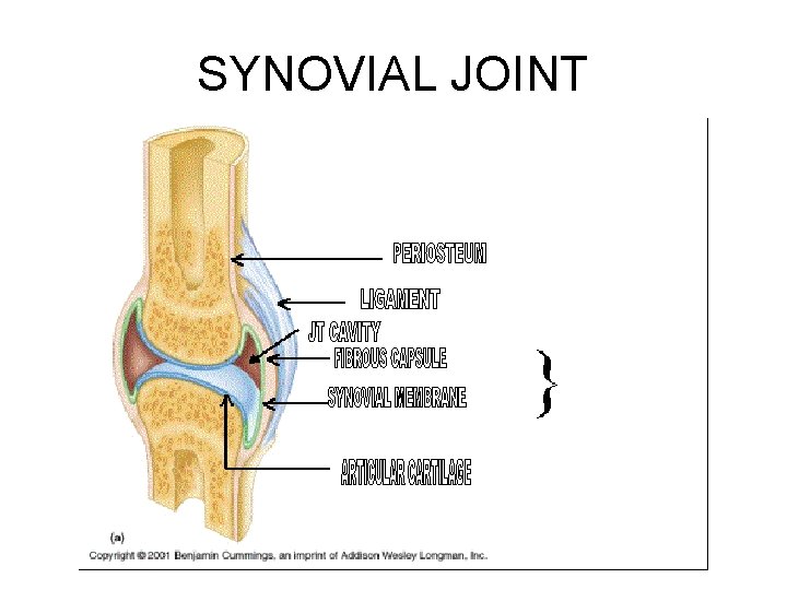 SYNOVIAL JOINT 