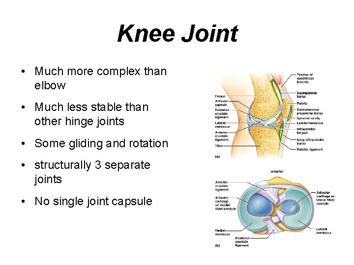 Knee Joint • Much more complex than elbow • Much less stable than other
