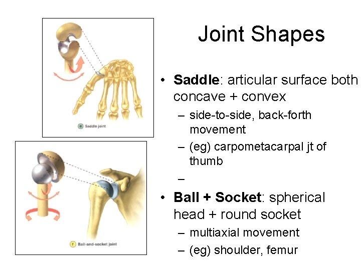 Joint Shapes • Saddle: articular surface both concave + convex – side-to-side, back-forth movement