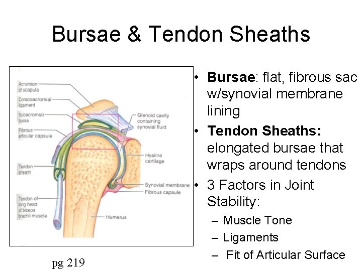 Bursae & Tendon Sheaths • Bursae: flat, fibrous sac w/synovial membrane lining • Tendon