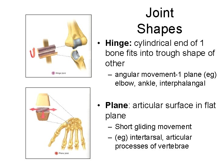 Joint Shapes • Hinge: cylindrical end of 1 bone fits into trough shape of
