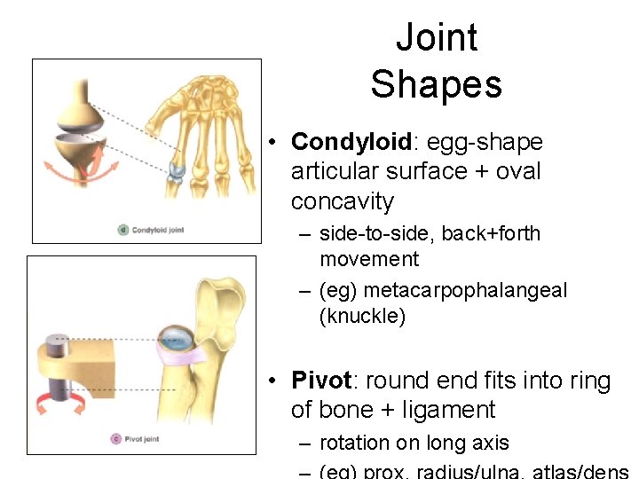 Joint Shapes • Condyloid: egg-shape articular surface + oval concavity – side-to-side, back+forth movement