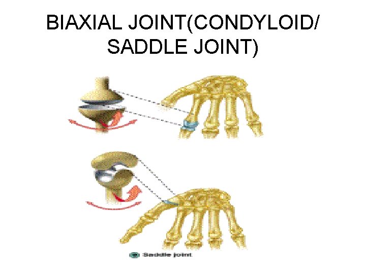 BIAXIAL JOINT(CONDYLOID/ SADDLE JOINT) 