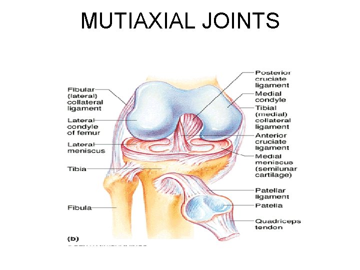 MUTIAXIAL JOINTS 