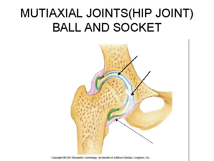 MUTIAXIAL JOINTS(HIP JOINT) BALL AND SOCKET 