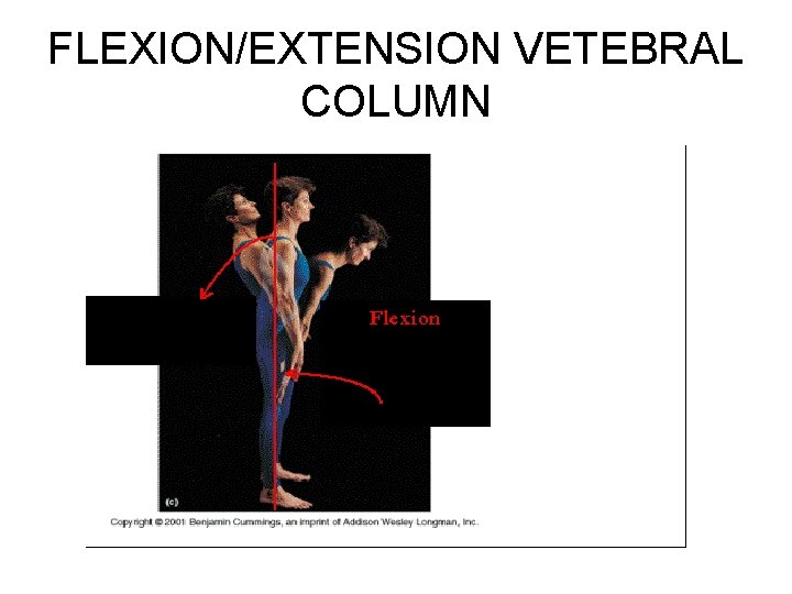FLEXION/EXTENSION VETEBRAL COLUMN 