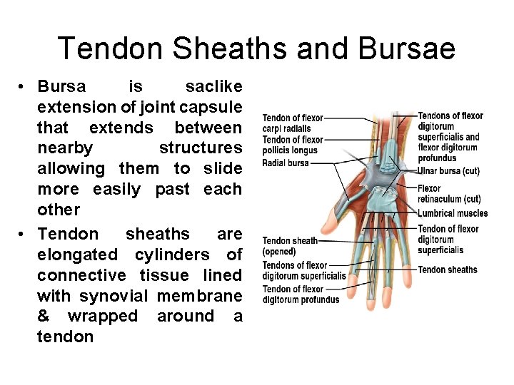 Tendon Sheaths and Bursae • Bursa is saclike extension of joint capsule that extends