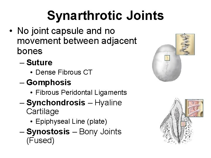 Synarthrotic Joints • No joint capsule and no movement between adjacent bones – Suture