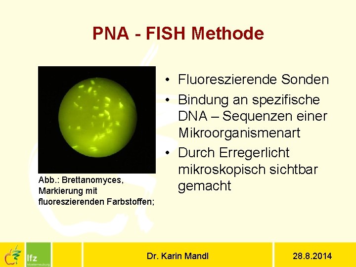 PNA - FISH Methode Abb. : Brettanomyces, Markierung mit fluoreszierenden Farbstoffen; • Fluoreszierende Sonden